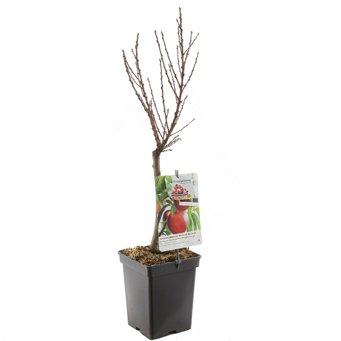 Prunus pers. nucip. Dwergnectarine - C5 50-60 CM